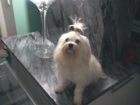 BICHON MALTÊS