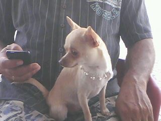 Endy- Chihuahua- 1,300Kg