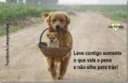 /album/pensamentos-caninos/cao8-jpg/