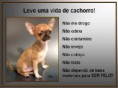 /album/pensamentos-caninos/cao9-jpg/